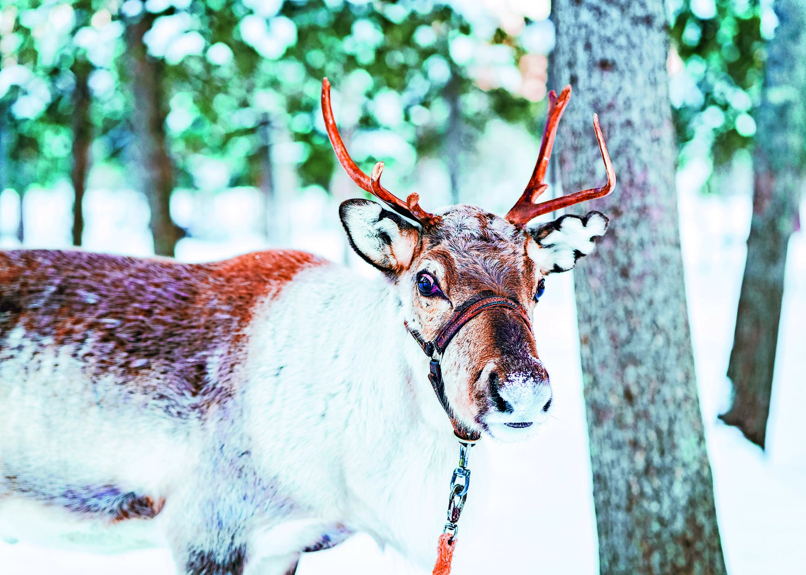 Brown Reindeer in Finland in Lapland at winter.